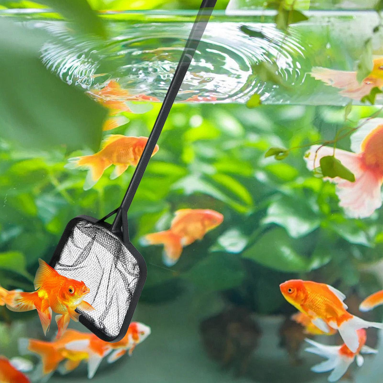 Reti per la Pulizia della Pisc - Marine Aquarium recensione e prezzo