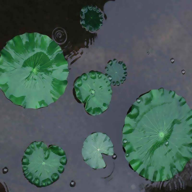 Foglie di Loto Artificiali Sen - Ocean Aquarium recensione e prezzo