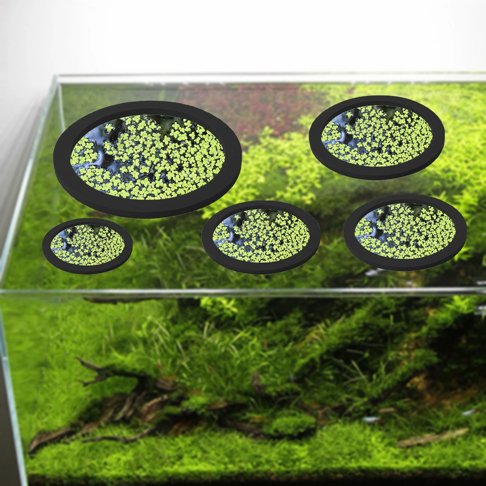 5 pz EVA Anello di Alimentazio - Ocean Aquarium recensione e prezzo
